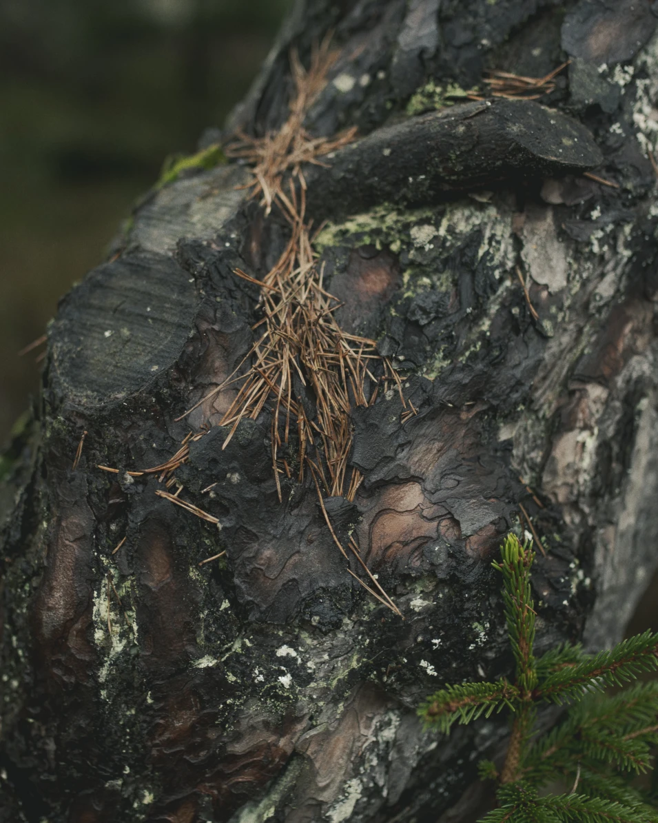 Schmied asbeck andreas jacob 1003